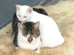 Mr Daisy and Mr Macavity laze around at Rock Cottage