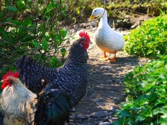A few chickens and ducks will share your holiday