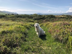 doggy-walks-around-our-grounds