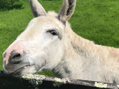 donkey