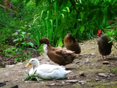 The natural environment of West Cork, Ireland