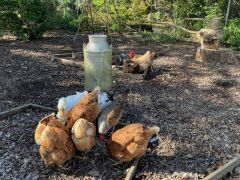 hens