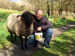 Ludo Adopted Sheep