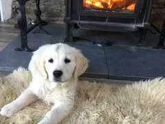 Pets welcome