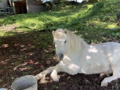 pony-dog