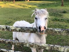 pony