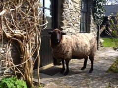 Ludo the Sheep