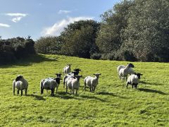 sheep