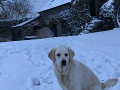 snow-dog