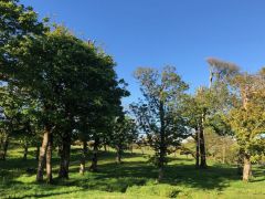 trees