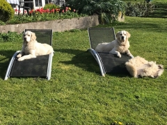 Dog Friendly Holiday Cottages Ireland