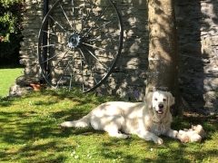 Dog Friendly Self Catering Cork Ireland