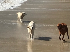Dogs Enjoying the Beach West Cork Ireland