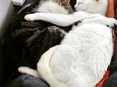 Pet Friendly Self Catering Cats West Cork