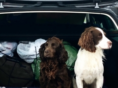 Pet Friendly Self Catering Dogs Ireland
