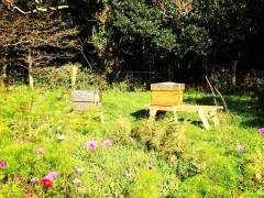 Bees