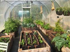 home-grown-vegetables-tunnel