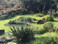 Home Grown Vegetables
