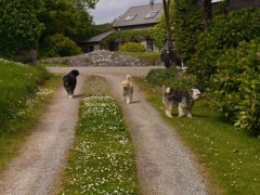 Pet Friendly. We welcome dogs.
